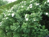 FragrantRugosa.jpg