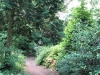 Jungle.jpg