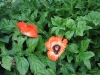 OrangeFlower.jpg