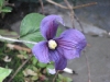 PurpleFlower.jpg