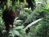 TropicalRavinePlants.jpg