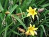 YellowFlower.jpg