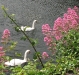 swansGalwayBay.jpg