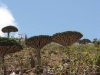 DragonBloodTrees.JPG