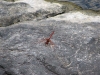 DragonflyINSocotra.JPG