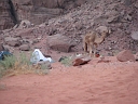 wadi rum camel.JPG