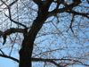 Sakura tree