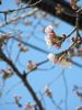 closeup of Sakura blossoms