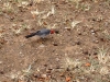 Birds around Diamond Head