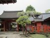 wisteria at shrine