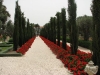 geraniums and cyprus trees by Mansion of Bahji