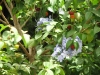 light blue flowers and berries on tree at Bahji