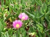 pink flowers at Bahji