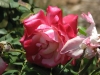 Beautiful roses