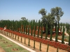 Cyprus trees and geraniums