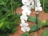 close-up-or-orchids-at-bahji-pilgrim-house