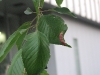 Strange plant. Do the leaves become the ??