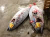 Two white tuna laid off to the side
