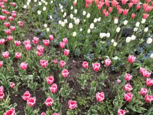 Images of spring in Letna Park