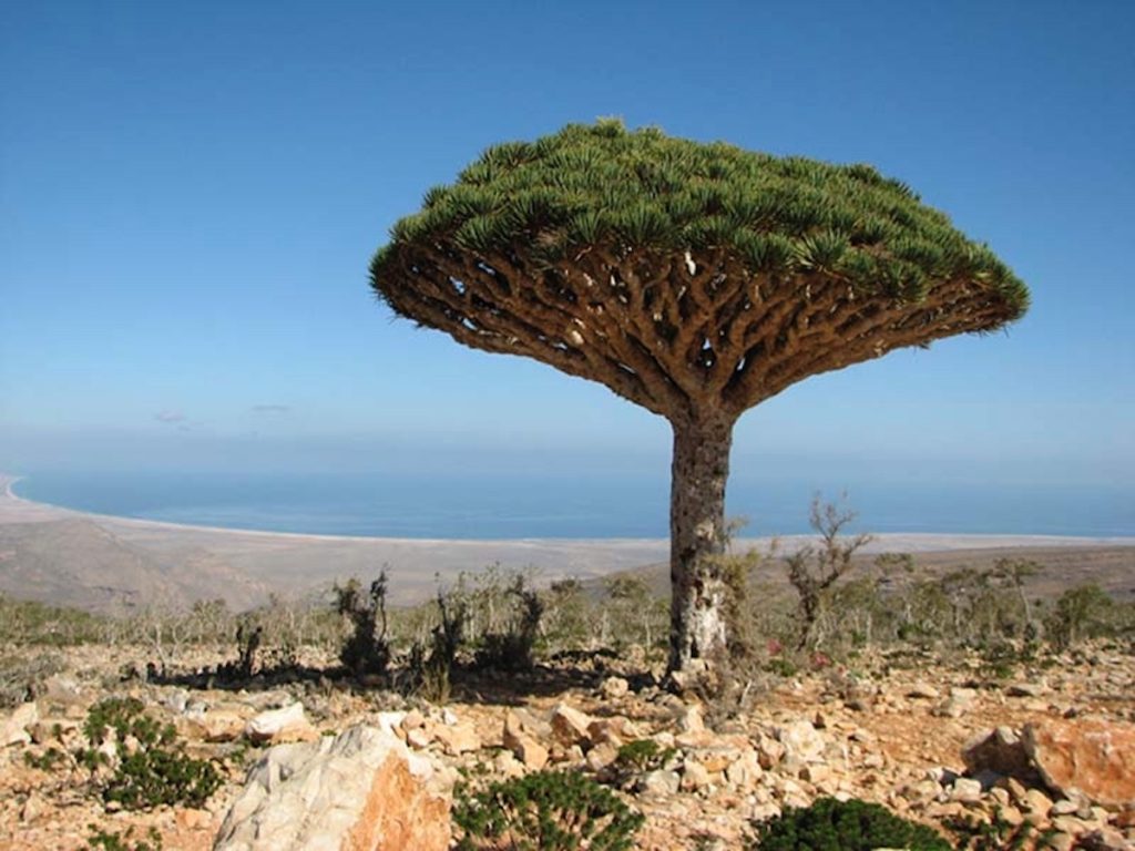 blood dragon tree in Socotra, against a blue sky